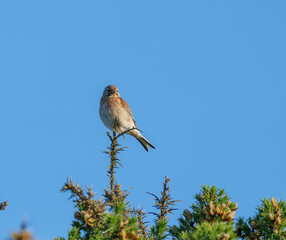  Linnet sitting at the top of a gorse bush
