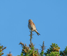 Male linnet in the sunshine