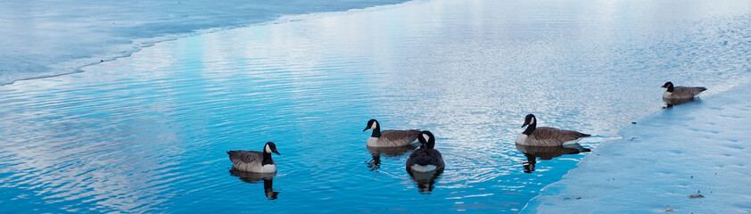 Canadian geese swimming in half frozen lake Quannapowitt Wakefield MA USA