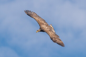 Flying White-tailed eagle - Haliaetus albicilla - with spread wings with blue sky in background at Szczecin Bay in Poland.