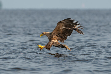 White-tailed eagle - Haliaetus albicilla - with spread wings hunting for fish over blue water at...