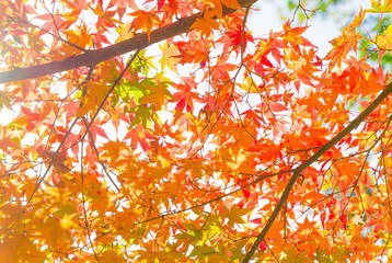 秋の紅葉風景／色鮮やかなモミジ