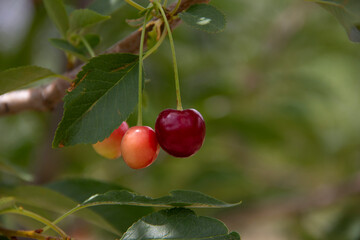 fresh and organic cherries on the tree