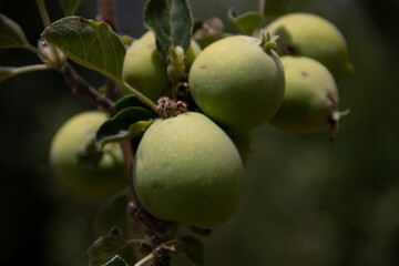 fresh and organic apples on the tree