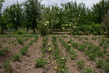 fresh and organic apples on the tree
