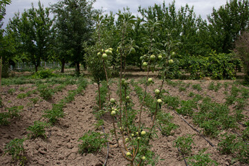 Fototapeta na wymiar fresh and organic apples on the tree