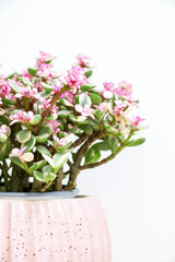 Vertical shot of vibrant and colourful green and pink Portulacaria Afra succulent plant blooming in pink pot on left side of frame