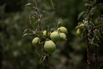 fresh and organic apples on the tree
