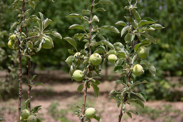 fresh and organic apples on the tree