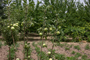 fresh and organic apples on the tree