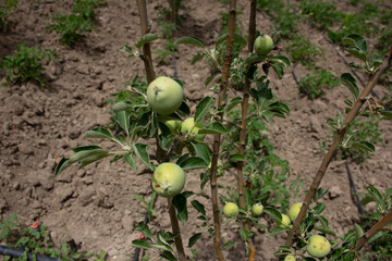 fresh and organic apples on the tree