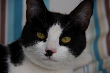 cute black and white cat in the garden