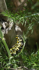 Anise swallowtail caterpillar on fennel, in a garden in Cotacachi, Ecuador