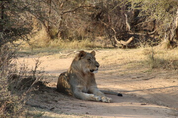 Wild lion in the savannah of South Africa