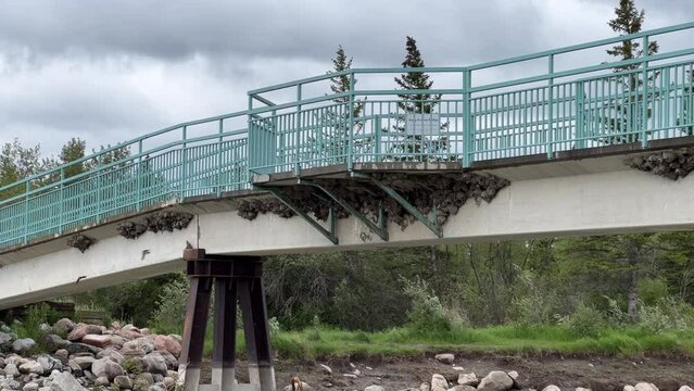 Views of Weaselhead flats wetlands in the city of Calgary, Alberta on a cool summer day.
