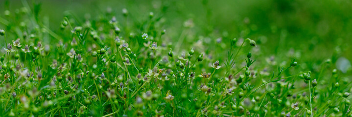 Green field, buds and seeds background.