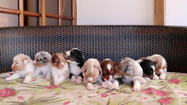 australian shepherd puppy dog ​​at home