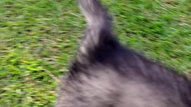 
alusky puppy dog ​​in the field