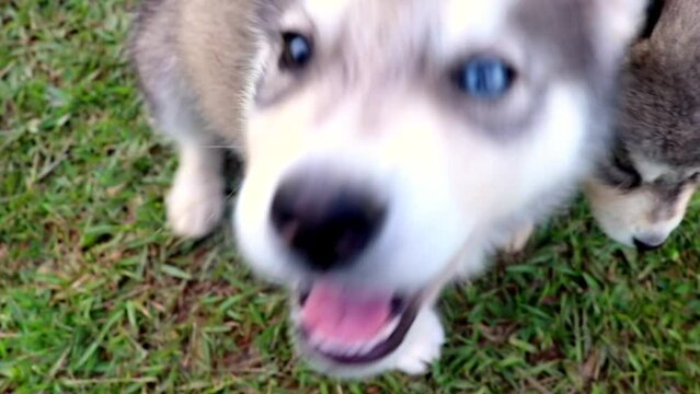 
alusky puppy dog ​​in the field