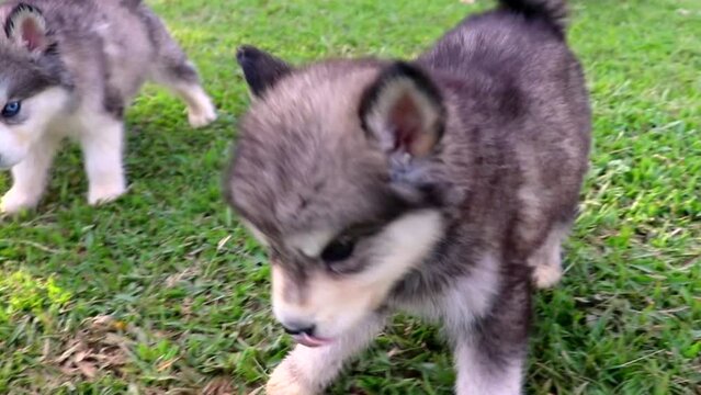 
alusky puppy dog ​​in the field