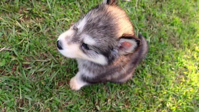 
alusky puppy dog ​​in the field