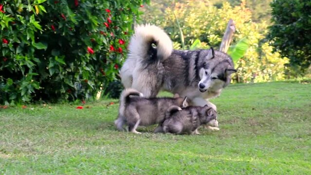 
alusky puppy dog ​​in the field