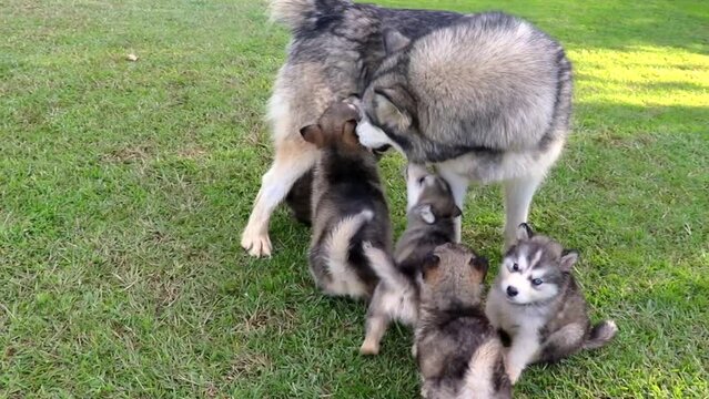 
alusky puppy dog ​​in the field