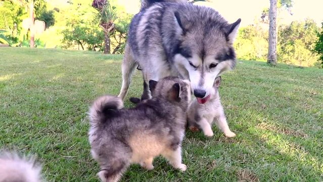 
alusky puppy dog ​​in the field