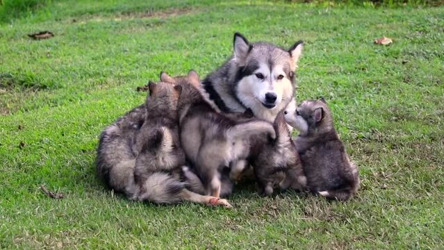 
alusky puppy dog ​​in the field