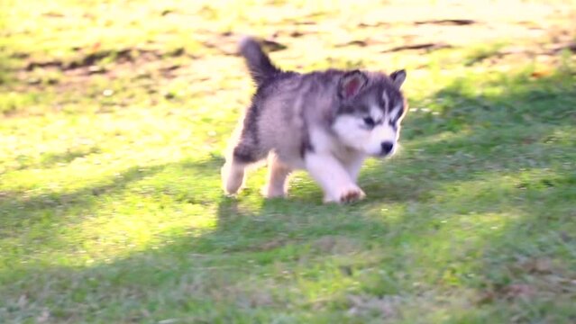 
alusky puppy dog ​​in the field