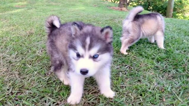 
alusky puppy dog ​​in the field
