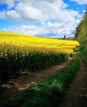 Rapeseed Field in Oxfordshire