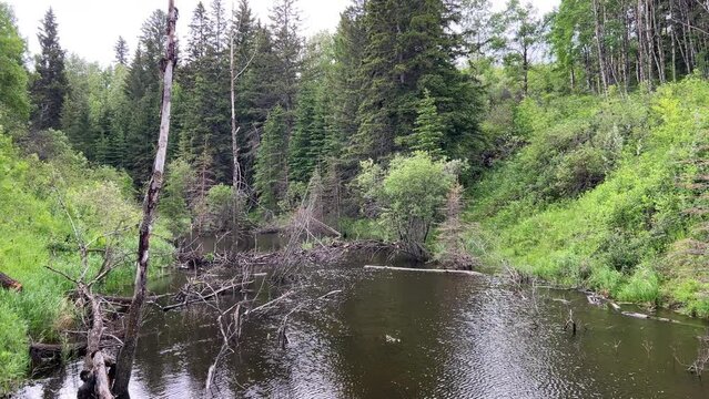 Views of Weaselhead flats wetlands in the city of Calgary, Alberta on a cool summer day.