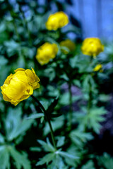 yellow blooming european swimsuit in the garden