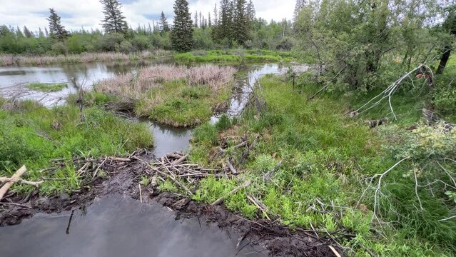 Views of Weaselhead flats wetlands in the city of Calgary, Alberta on a cool summer day.