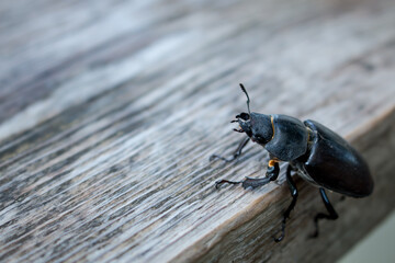 Close-up of a black beetle