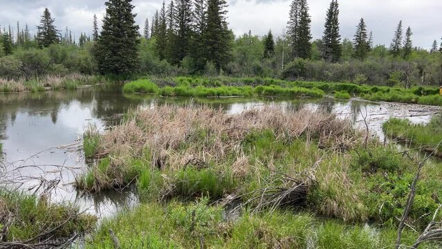Views of Weaselhead flats wetlands in the city of Calgary, Alberta on a cool summer day.