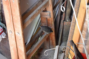 junge Amsel auf einer LEiter