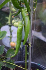 lange scharfe Pepperoni, noch grün