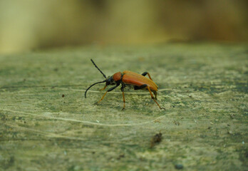Brown Longhorned Beetle