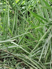 grass with dew drops