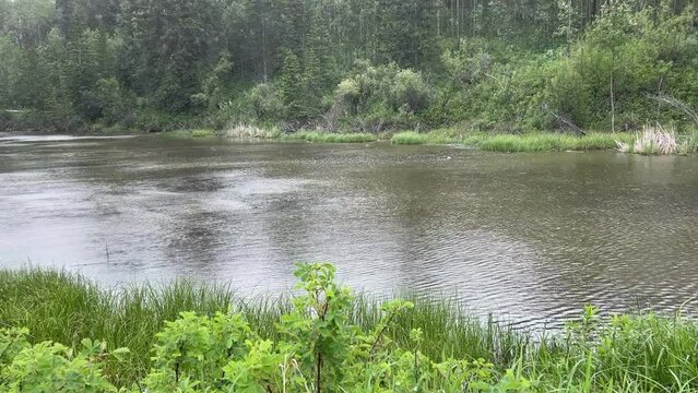 Views of Weaselhead flats wetlands in the city of Calgary, Alberta on a cool summer day.