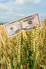 Vertical shot of a fifty dollar bill in a ripe wheat field