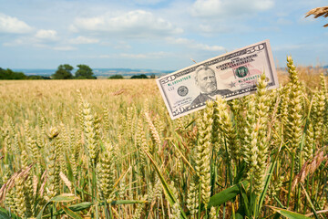 Fifty dollar bill between ripe wheat ears in a field