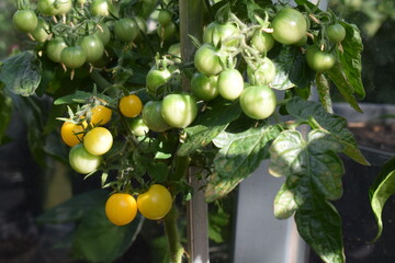 gelbe Tomaten