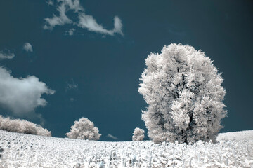 Excellent Infrared landscape photos from various countries .
