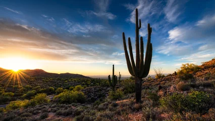 Photo sur Plexiglas Arizona cactus au coucher du soleil