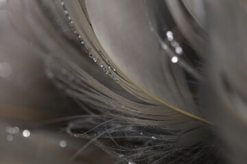 Gentle feather background close up. Soft focus