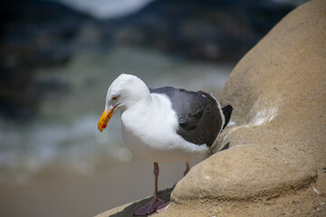 A Seagull Standing on a Rock Near the Beach