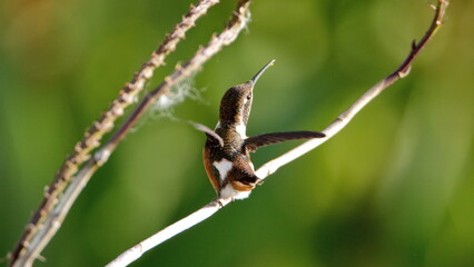 Female white-bellied woodstar (Chaetocercus mulsant) hummingbird perched on a twig with its wings...